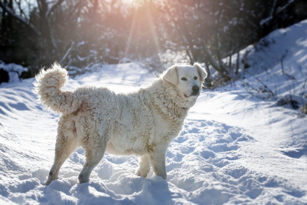 cuvac eslovaco adulto na neve