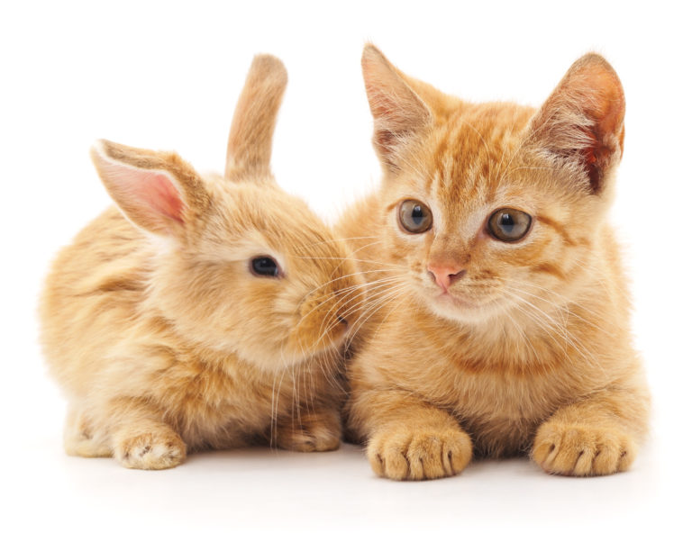 gatos e pequenos animais: gatinho laranja deitado ao lado de um coelho da mesma cor