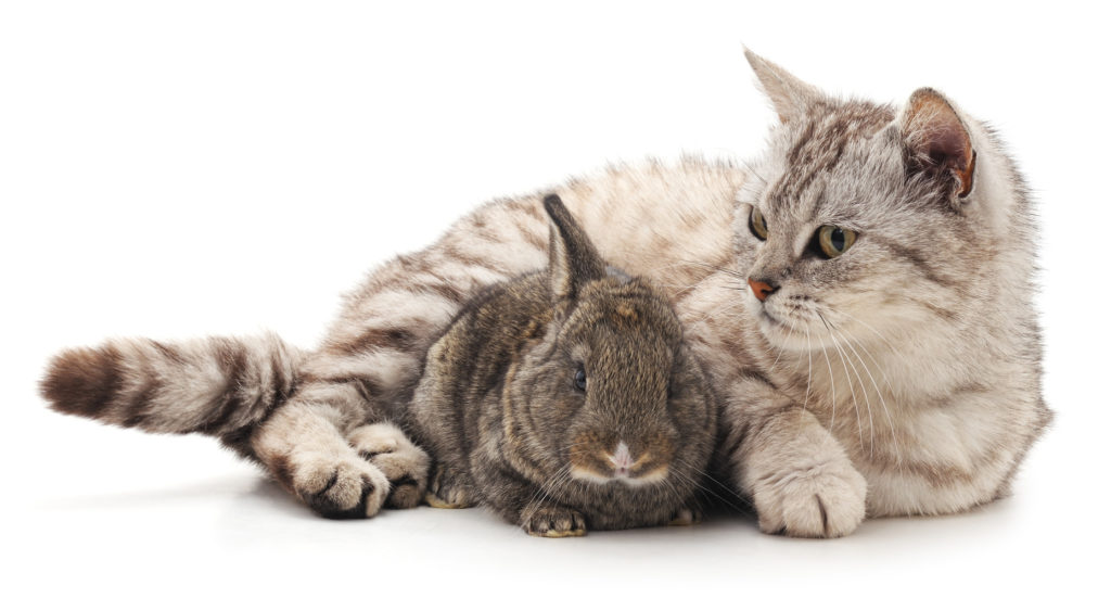 gatos e animais_2 Gato deitado com um coelho