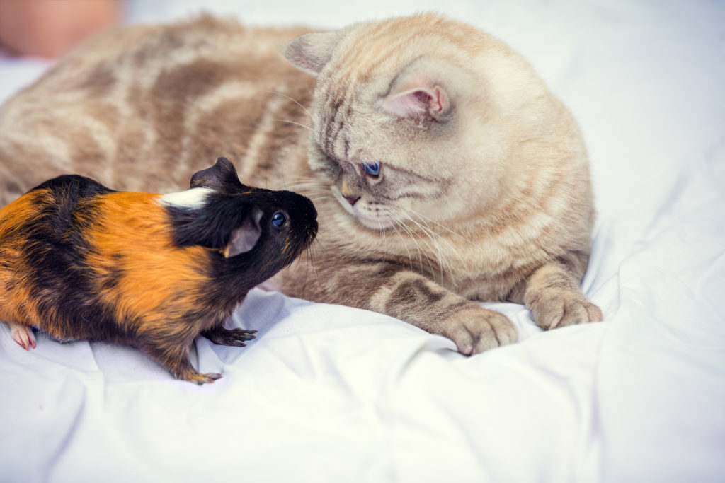 gatos e animais_3 gatos e pequenos animais: gato deitado com porquinho-da-índia a cheirá-lo ao lado