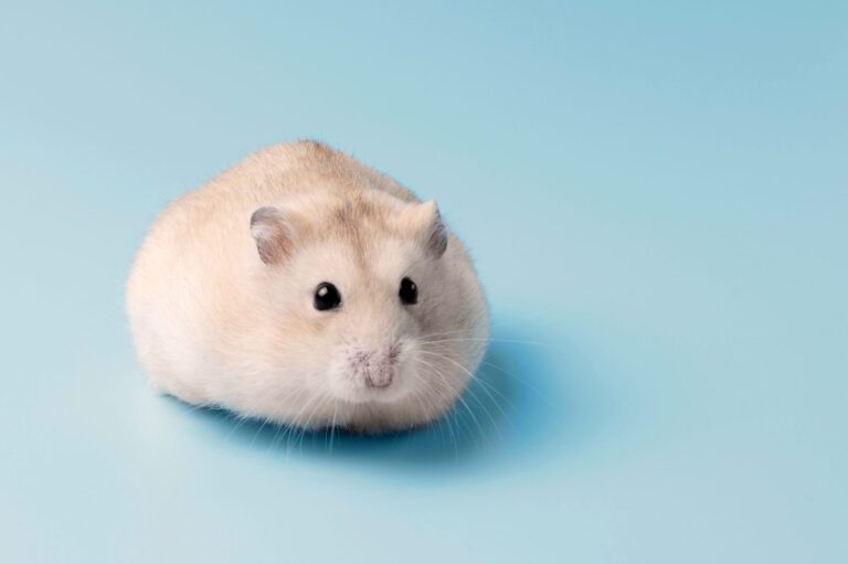 hamster-anão branco e bege em fundo azul