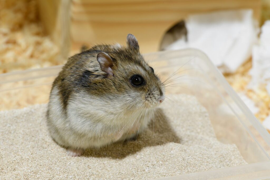 hamster-russo sentado em cima de um banho de areia