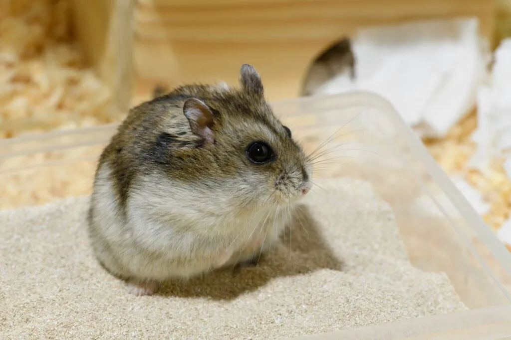 hamster-anão_2 hamster-russo sentado em cima de um banho de areia