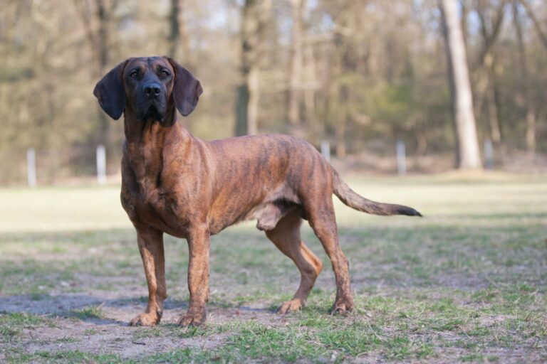 Hannoverscher Schweißhund Farejador de Hanover em pé num campo