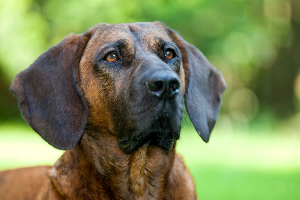 Hannoverscher Schweißhund Farejador de Hanover