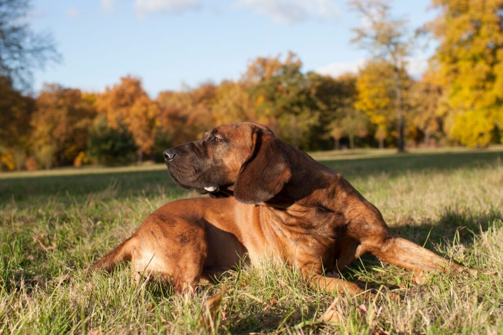 Hannoverscher Schweißhund Farejador de Hanover deitado ao sol na relva com árvores ao fundo