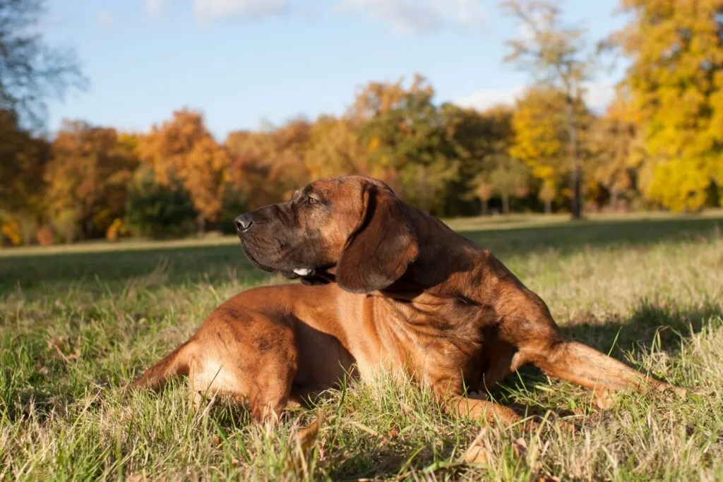 Hannoverscher Schweißhund Farejador de Hanover deitado ao sol na relva com árvores ao fundo