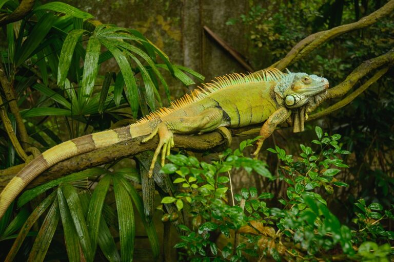 Répteis iguanidae: Iguana deitada num ramo de árvore