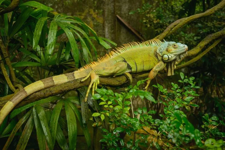 Green Iguana (Iguana iguana) Répteis iguanidae: Iguana deitada num ramo de árvore