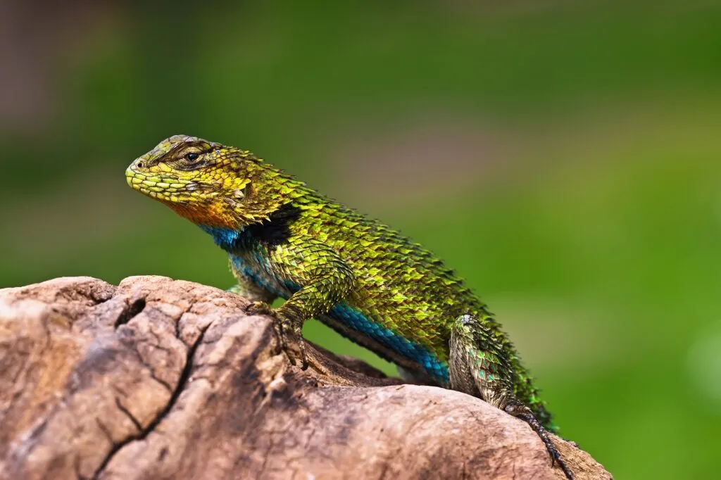 Iguana (Sceloporus malachiticus) Lagarto esmeralda em cima de uma rocha