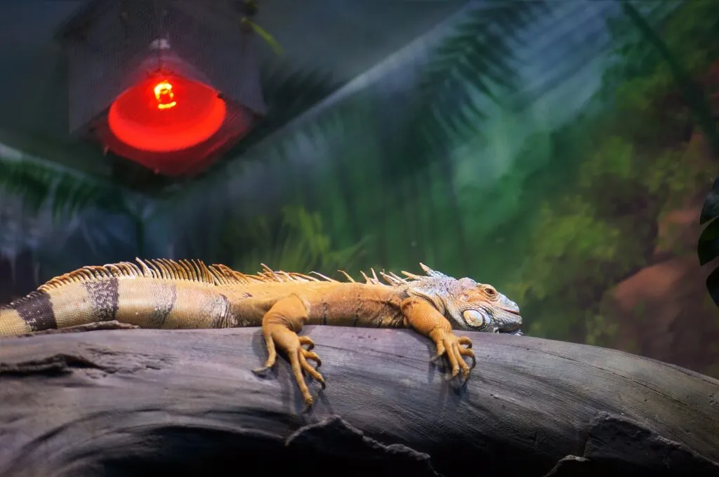 Infrared heat lamp for reptile and amphibian care. Green iguana relaxing and warming up under the red glow of a heat lamp in the tank. Iguana deitada em baixo de uma lâmpada num terrário