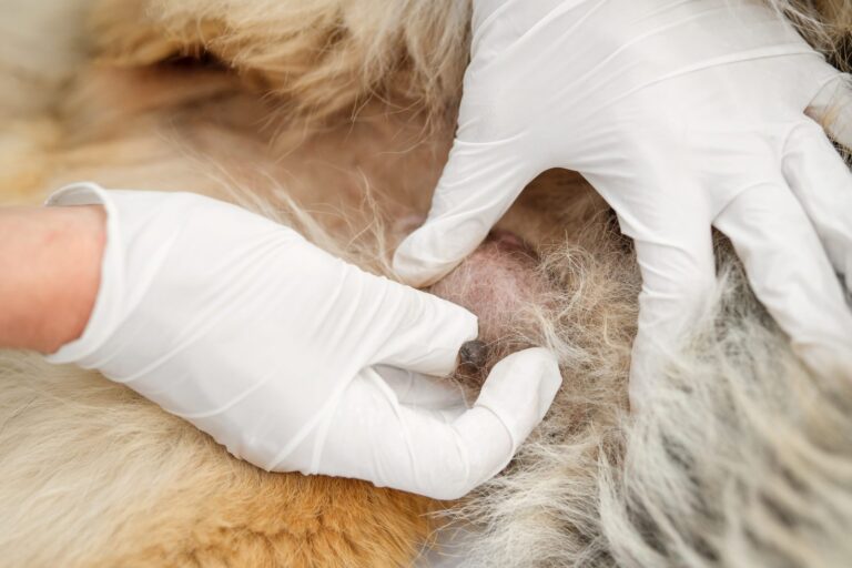 close up de teta de cadela agarrada pelo veterinário com luvas
