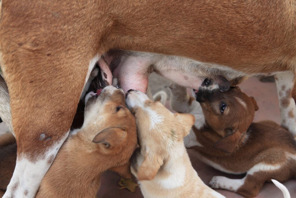 cachorrinhos a amamentar