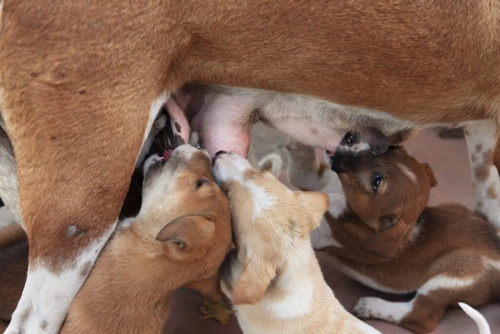 mastite nos cães_2 cachorrinhos a amamentar