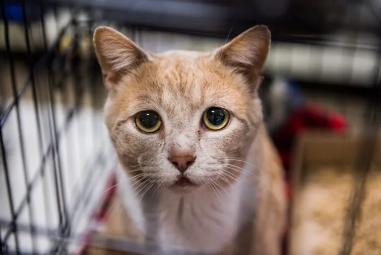 os gatos podem chorar_1 gato triste de olhos grandes numa gaiola