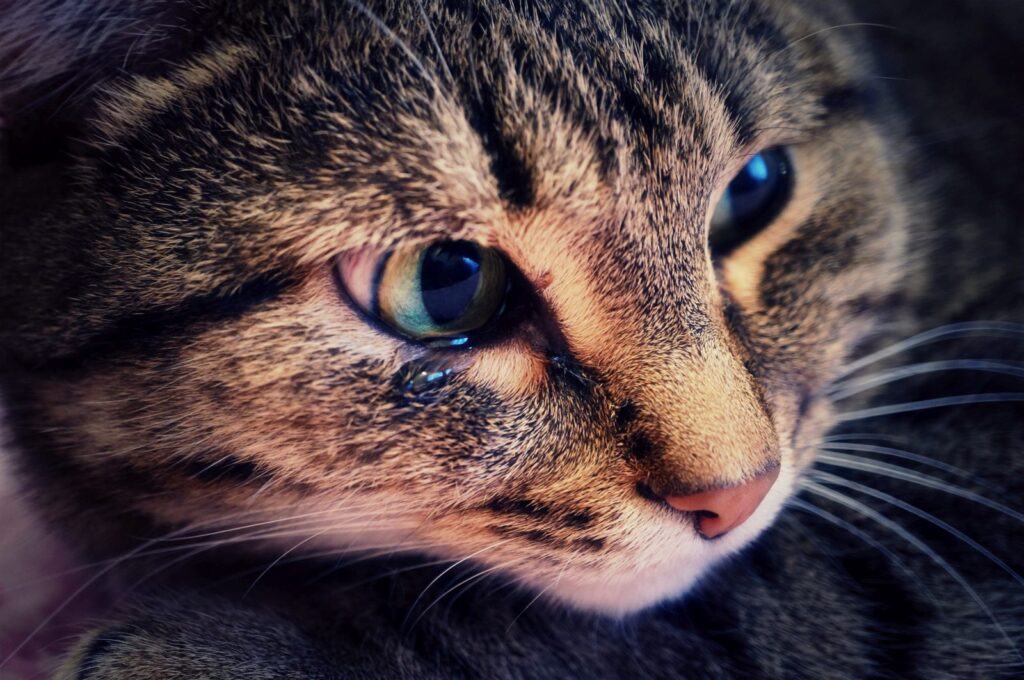 close up do focinho de um gato com lágrimas