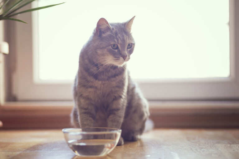 Gato sentado em frente a uma taça com água. Ao ingerir líquidos em quantidade adequada ajuda a evitar o aparecimento de cálculos renais nos gatos