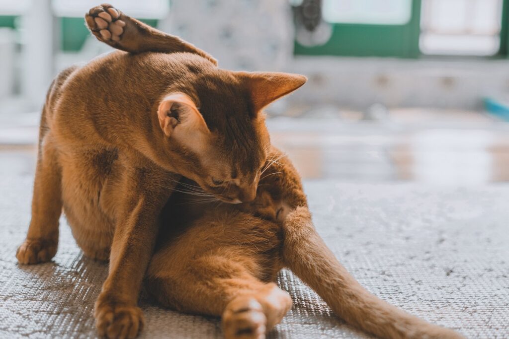 Gato castanho sentado a lamber repetidamente a zona genital, o que pode ser um sinal de cálculos renais