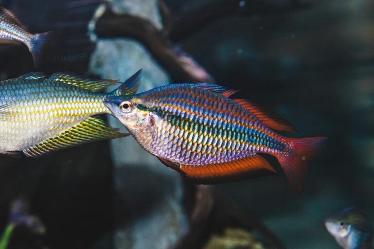 peixes arco-íris_1