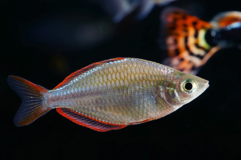 Um exemplar das espécies de peixes arco-íris: arco-íris néon