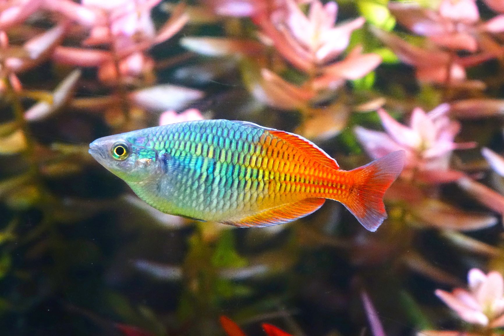 Peixe arco íris