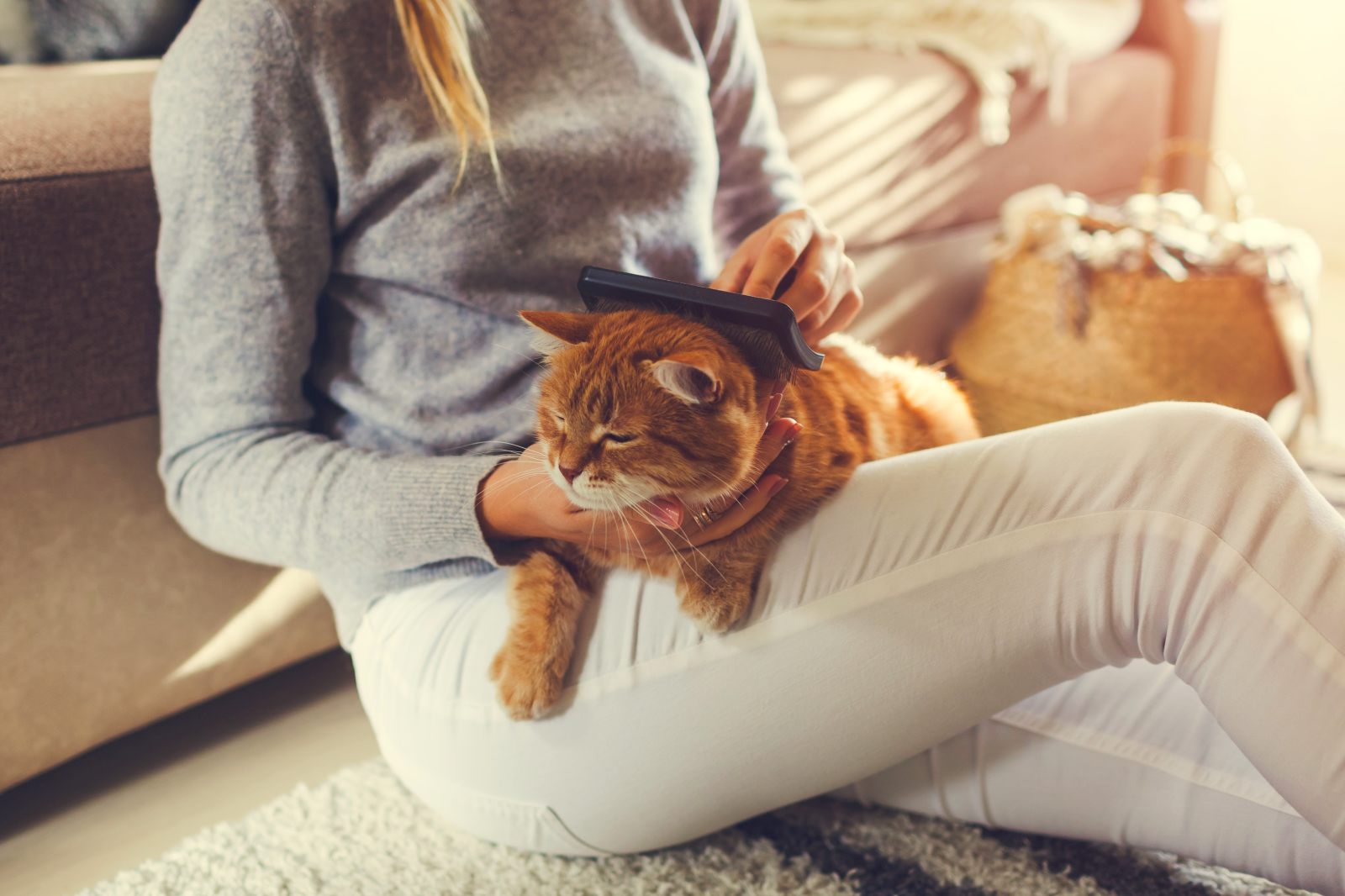 gato a ser escovado no colo da dona em casa