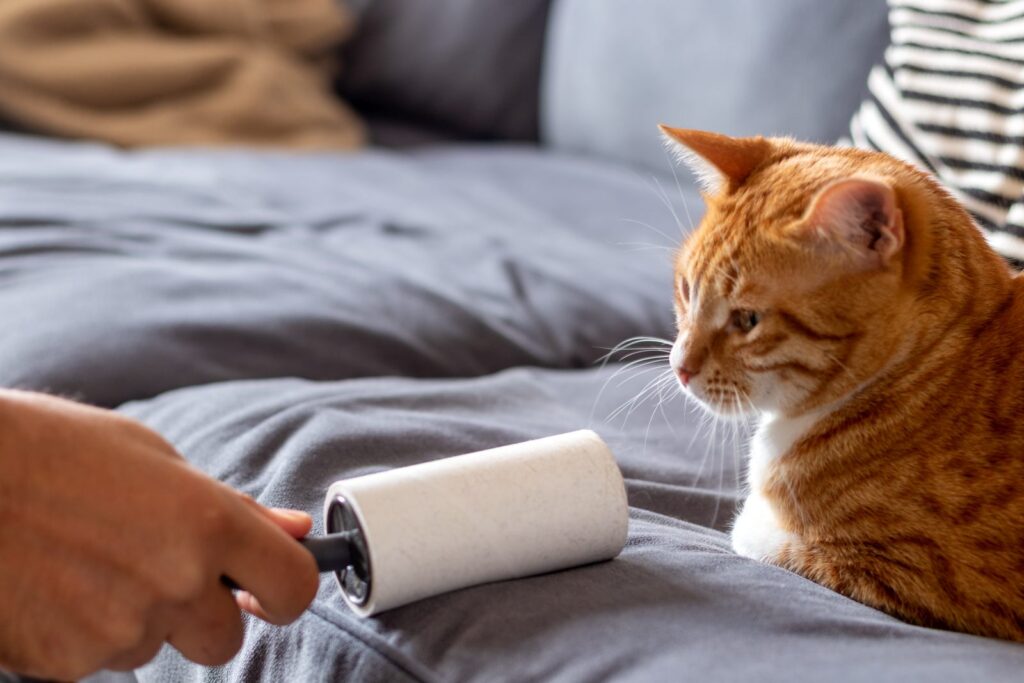 gato na cama a olhar para rolo de fita adesiva