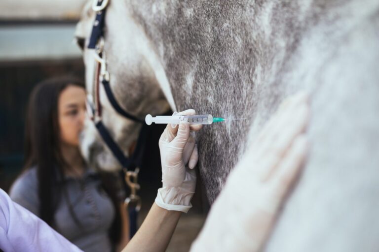 veterinário a vacinar cavalo