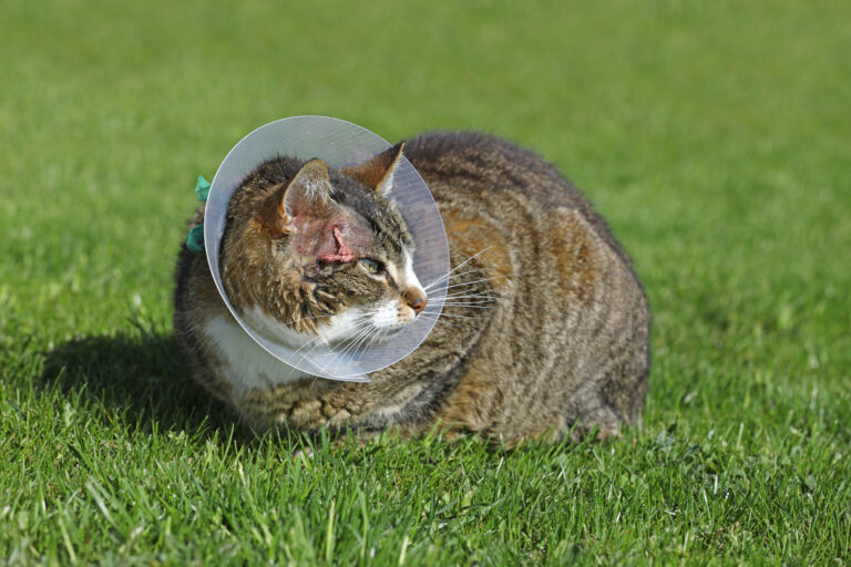 Gato com colar isabelino deitado na relva. Em alguns casos o tratamento dos abcessos nos gatos inclui uma cirurgia.