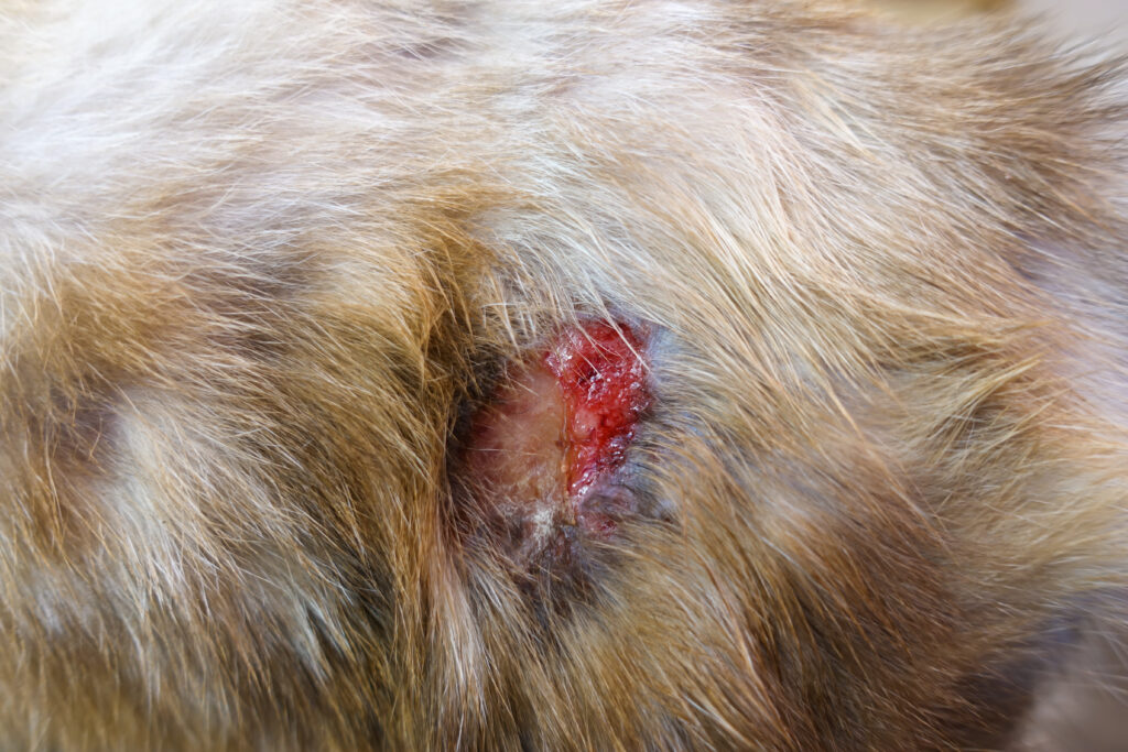 Cat with abscess from bite wound on skin Gato com uma ferida. Os abcessos nos gatos resultam muitas vezes de mordidas.