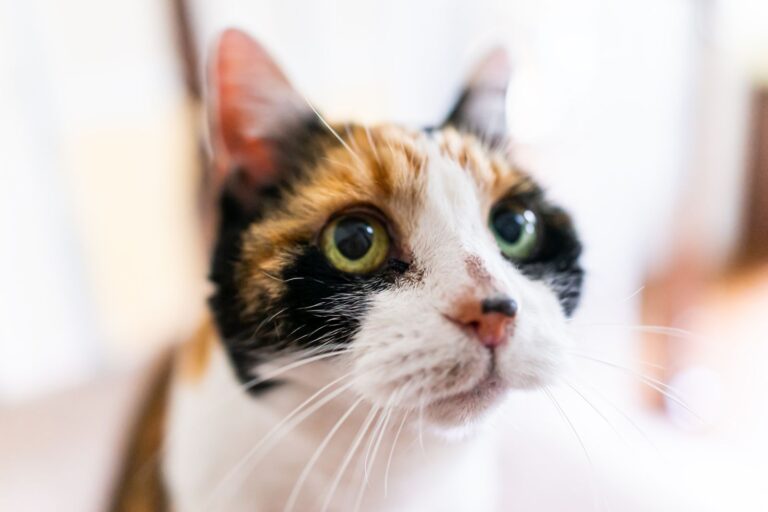 Closeup portrait of calico cat face head with blurry background Gato tricolor com acne felino no focinho