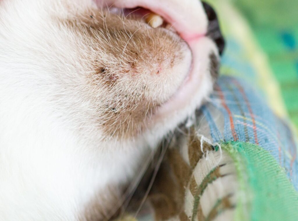 Close up of feline acne Soft focus image. Aspeto do acne felino