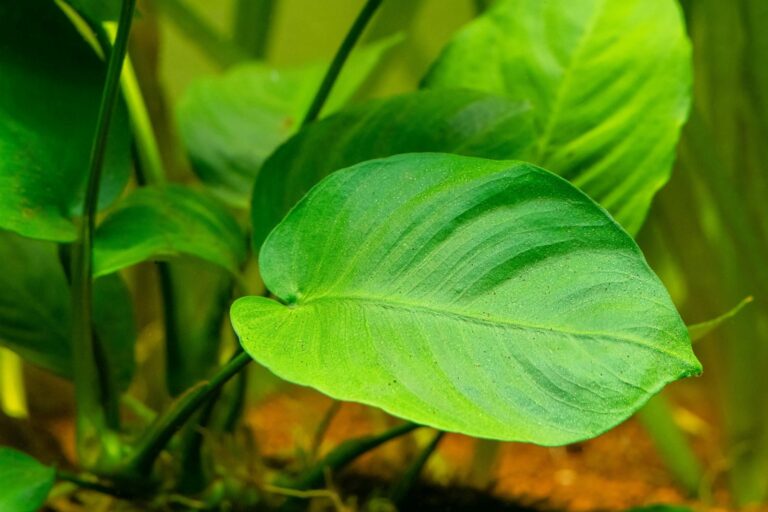 selective focus of an Anubias Barteri leaf with blurred backgrou