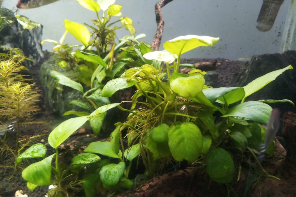 anubias plant in planted aquarium Anubias num aquário