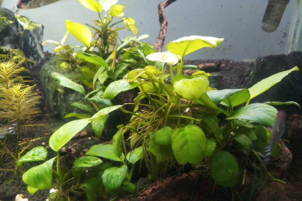 Anubias num aquário