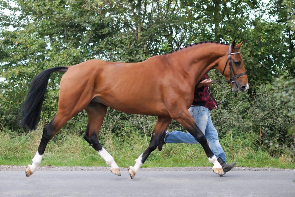 cavalo no pré-trote