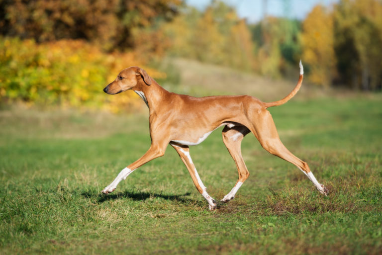 azawakh_1 azawakh a correr no campo