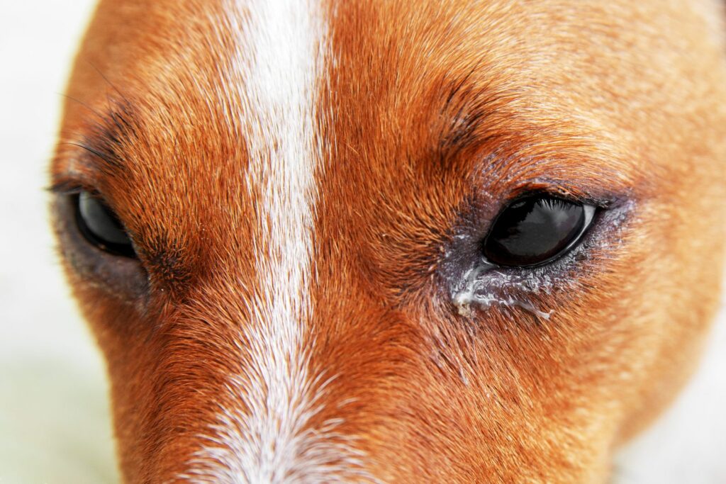 Dog eyes infection – Dog with irritated red eyes suffering from something allergy. Veterinarian check on the eyes of a dog dachshund. conjunctivitis eyes of dog. Medical care of pet concept. Cão com lágrimas nos olhos. As lágrimas não são um sintoma de tristeza nos cães
