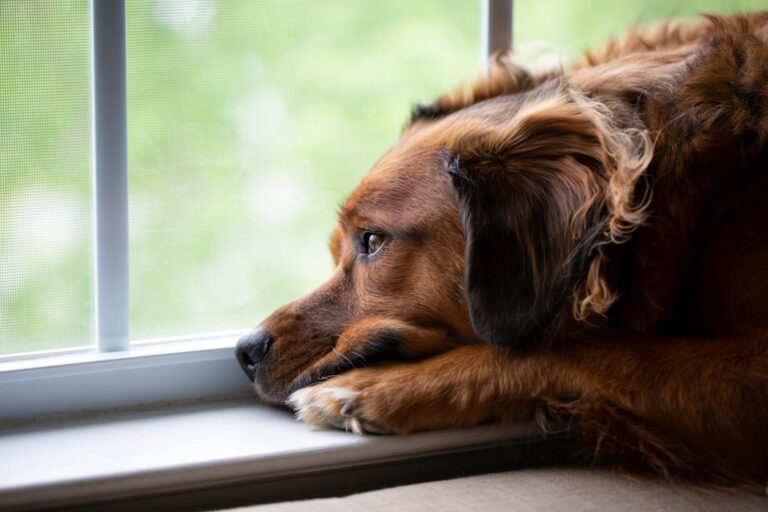 Cão a olhar pela janela com ar triste. A separação dos donos é uma das causas da tristeza nos cães.