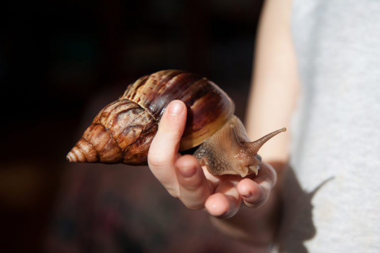 Caracóis gigantes: caracol na mão de uma pessoa