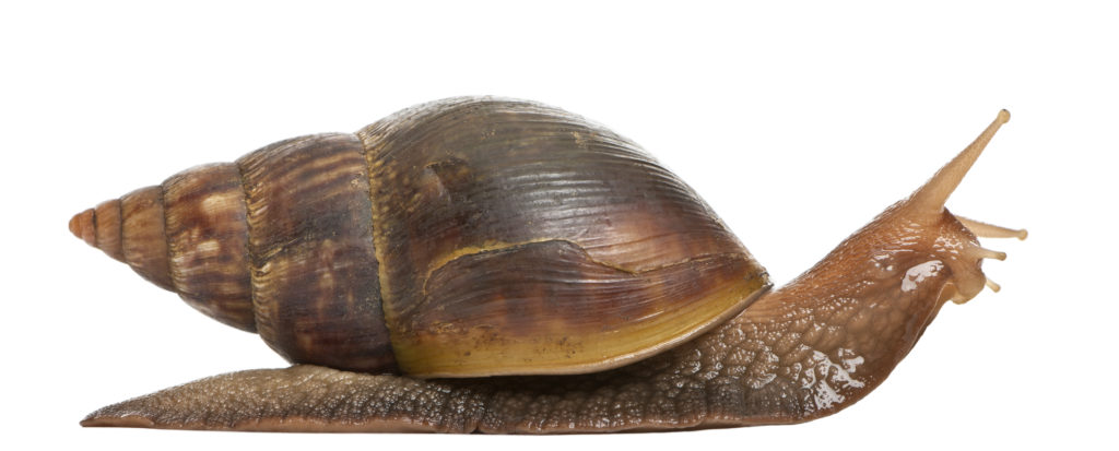 Caracóis gigantes: um caracol de perfil sob fundo branco