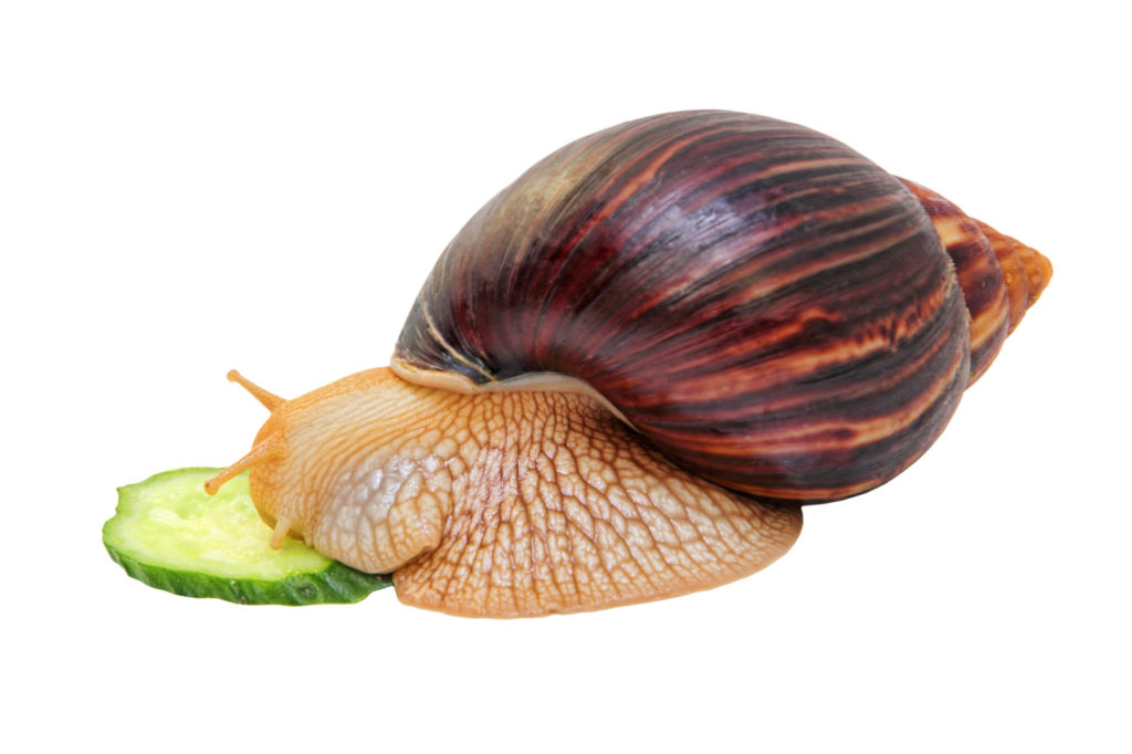 caracois_gigantes_3 Caracol a comer uma fatia de pepino