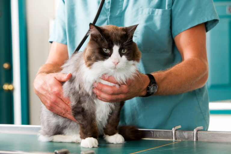 gato a ser observado por veterinário
