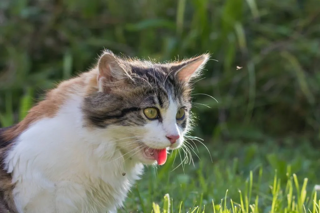 cardiomiopatia hipertrófica felina_2