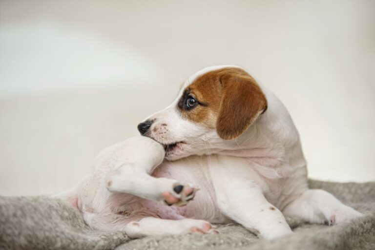 cachorro jack russell com dermatite piotraumática, a morder-se