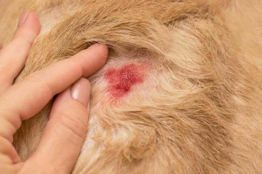 uma ferida dermatológica aberta na pele de um cão