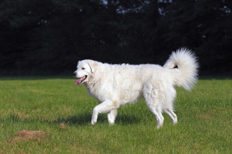 kuvasz a passear no campo