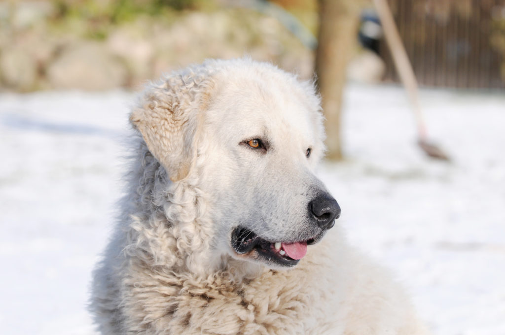 kuvasz na neve