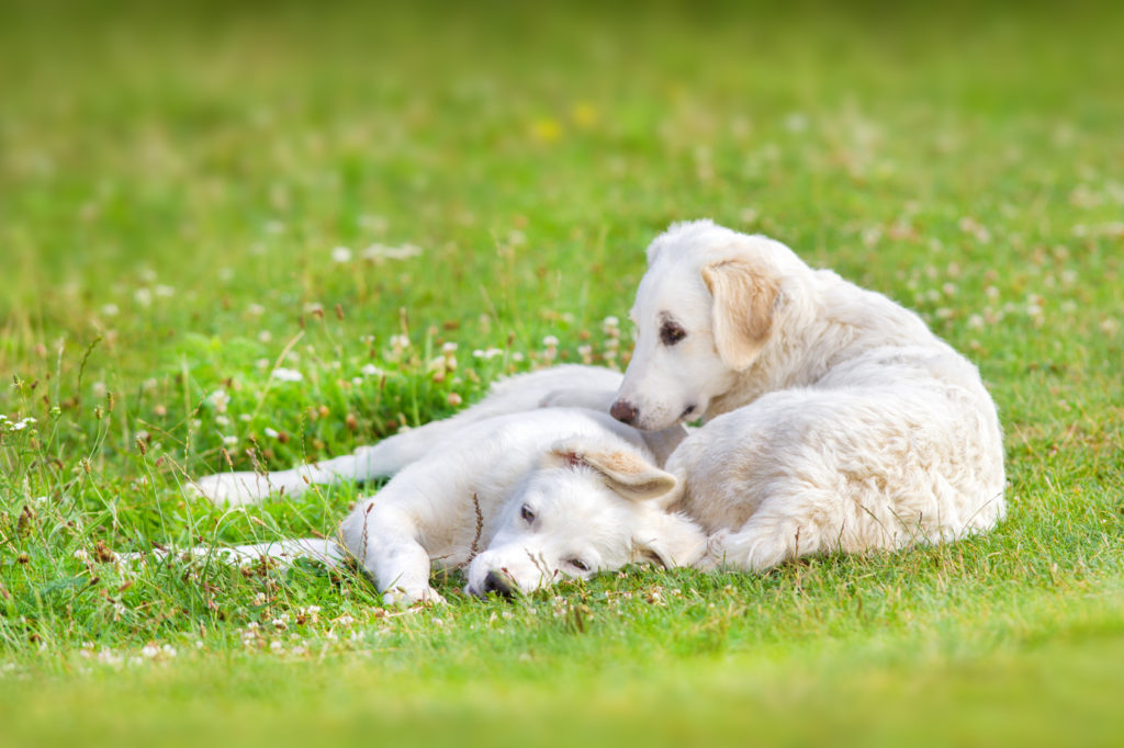 dois cachorros kuvasz na relva