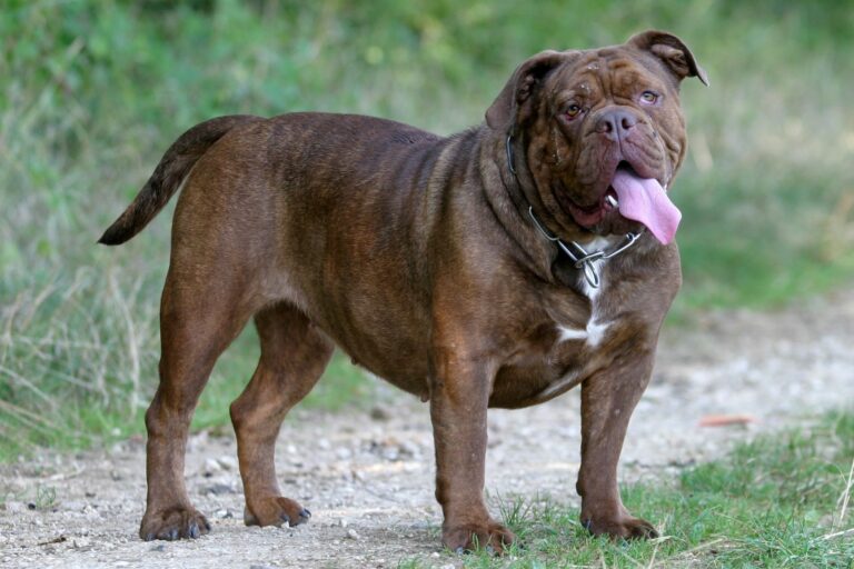 olde english bulldogge castanho de língua de fora no campo